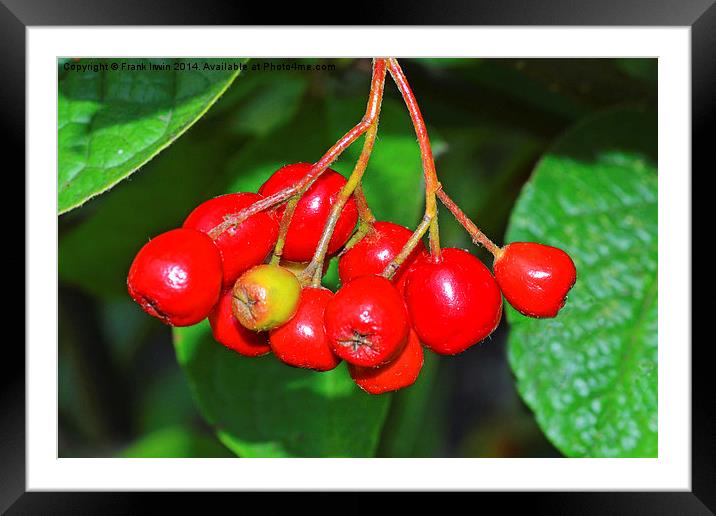 Super Red Cotoneaster berries Framed Mounted Print by Frank Irwin