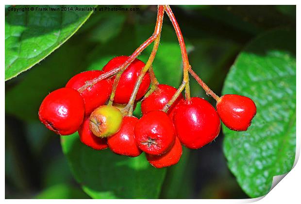 Super Red Cotoneaster berries Print by Frank Irwin