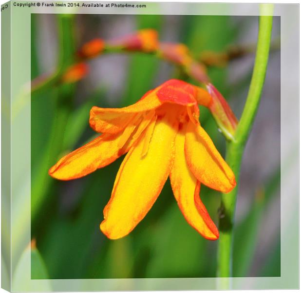  Colourful & Close-up Montbretia in all its glory Canvas Print by Frank Irwin