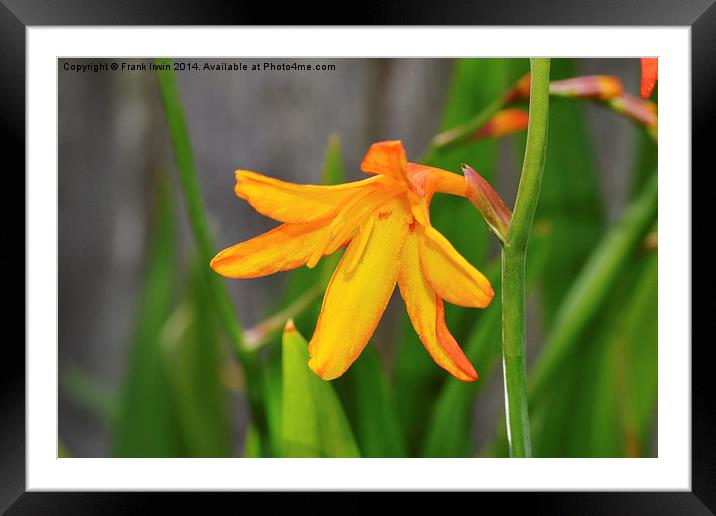 Colourful & Close-up Montbretia in all its glory Framed Mounted Print by Frank Irwin