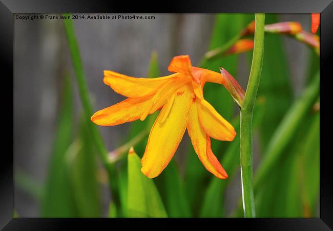 Colourful & Close-up Montbretia in all its glory Framed Print by Frank Irwin