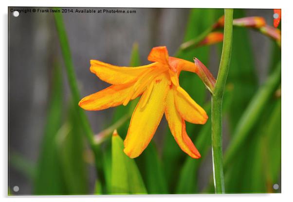 Colourful & Close-up Montbretia in all its glory Acrylic by Frank Irwin