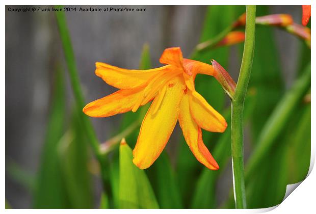 Colourful & Close-up Montbretia in all its glory Print by Frank Irwin