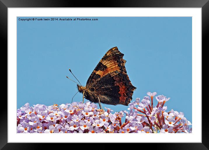 A beautiful Tortoiseshell butterfly on Buddlea Framed Mounted Print by Frank Irwin