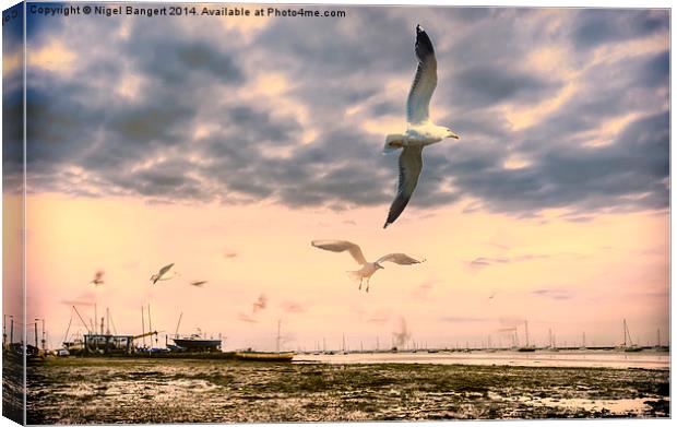  Seagulls Dance at Sunset Canvas Print by Nigel Bangert