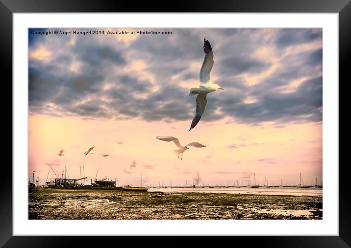  Seagulls Dance at Sunset Framed Mounted Print by Nigel Bangert