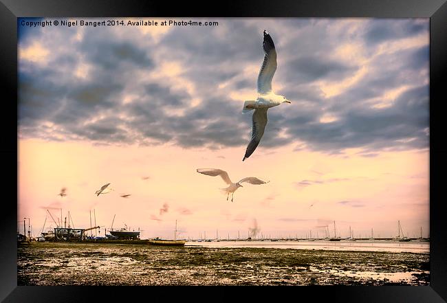  Seagulls Dance at Sunset Framed Print by Nigel Bangert