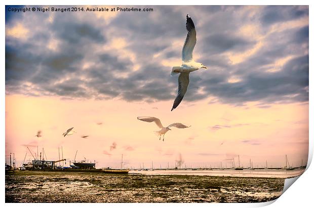  Seagulls Dance at Sunset Print by Nigel Bangert