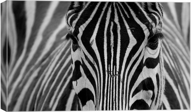  Zebra  Canvas Print by Mick Holland
