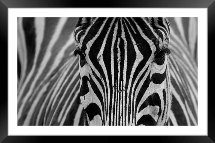  Zebra  Framed Mounted Print by Mick Holland