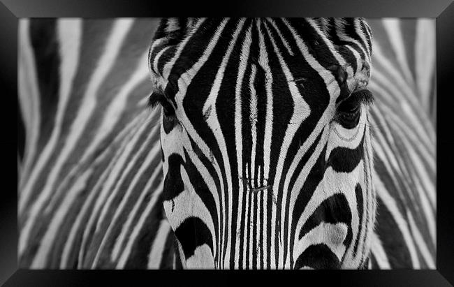  Zebra  Framed Print by Mick Holland
