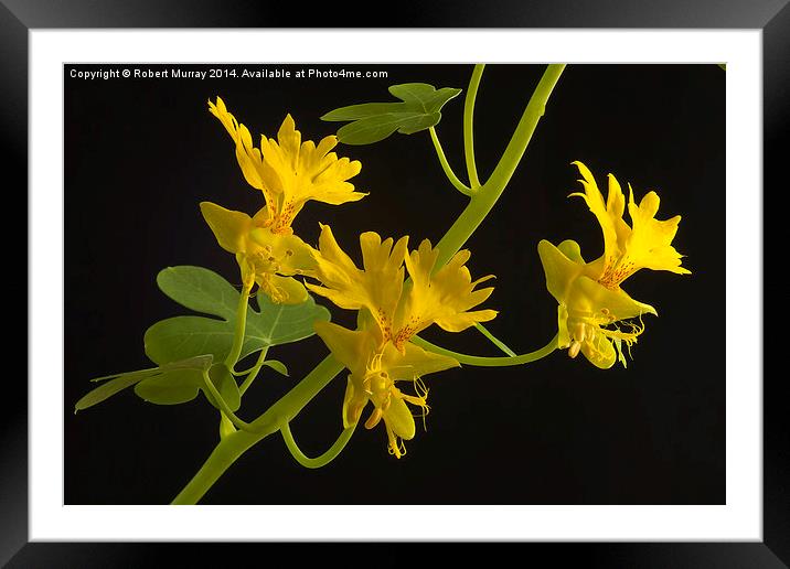  Canary Creeper Framed Mounted Print by Robert Murray
