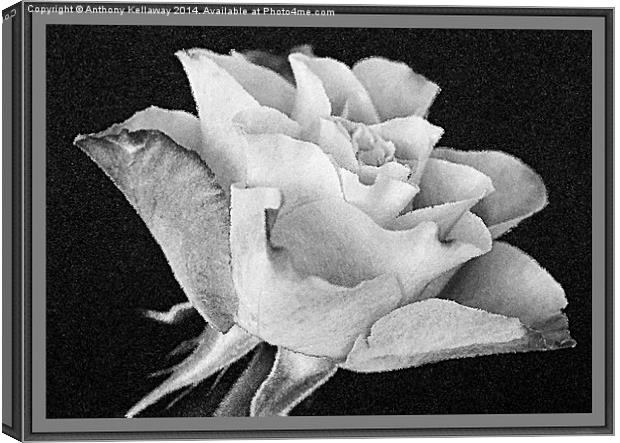  ROSE IN BLACK AND WHITE Canvas Print by Anthony Kellaway