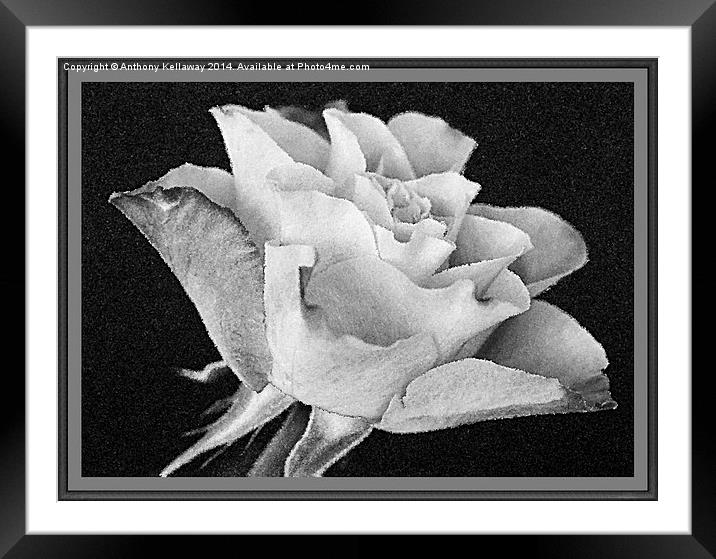  ROSE IN BLACK AND WHITE Framed Mounted Print by Anthony Kellaway