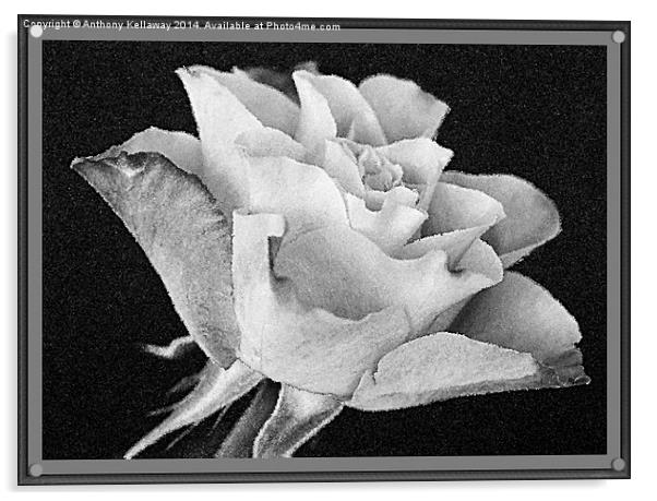  ROSE IN BLACK AND WHITE Acrylic by Anthony Kellaway