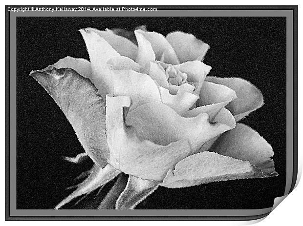  ROSE IN BLACK AND WHITE Print by Anthony Kellaway