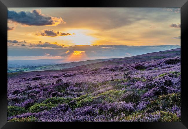 Purple Heather Sunset looking across to Manchester Framed Print by Phil Tinkler
