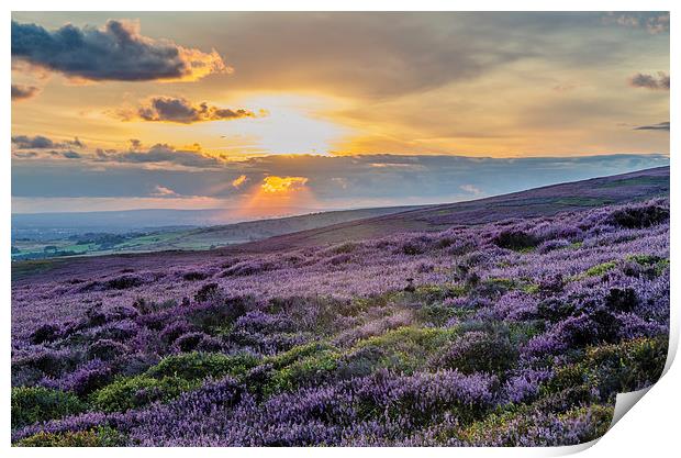Purple Heather Sunset looking across to Manchester Print by Phil Tinkler