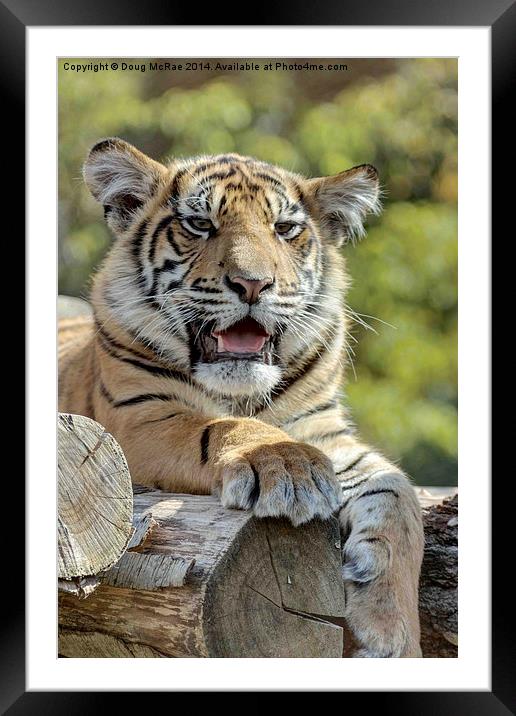  Tiger cub Framed Mounted Print by Doug McRae