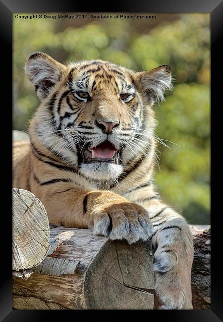  Tiger cub Framed Print by Doug McRae
