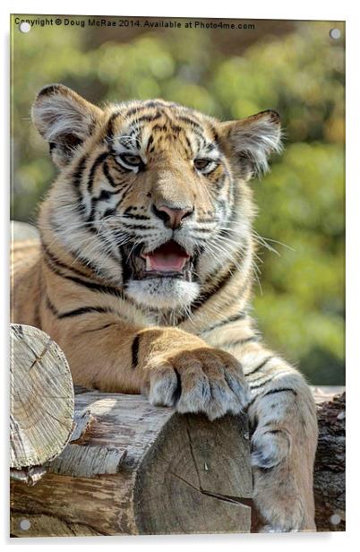  Tiger cub Acrylic by Doug McRae