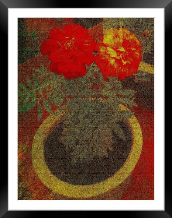  Two Tagetes (Canvas). Framed Mounted Print by Heather Goodwin