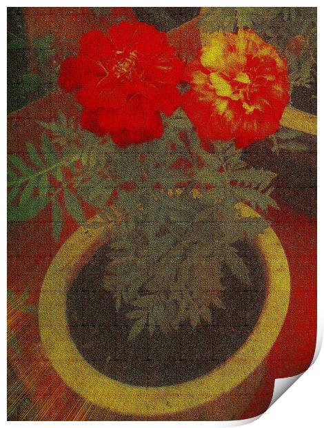  Two Tagetes (Canvas). Print by Heather Goodwin