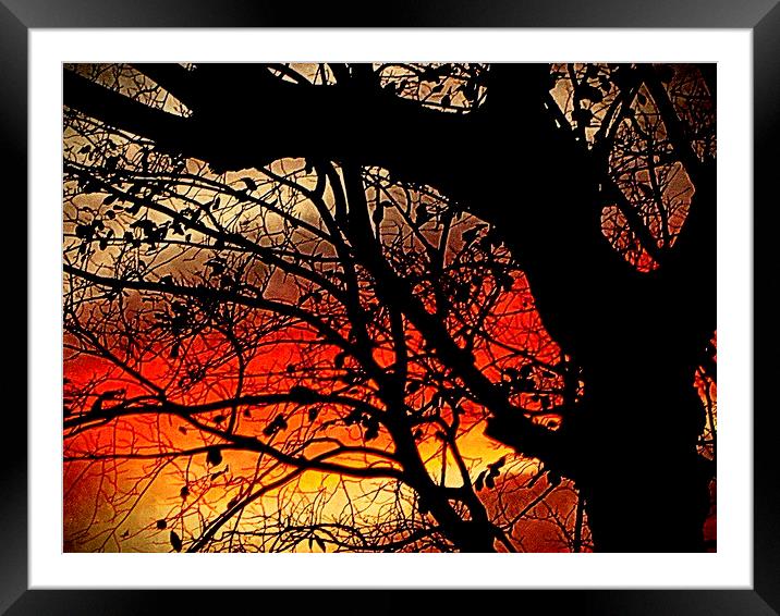  day's end     Framed Mounted Print by dale rys (LP)