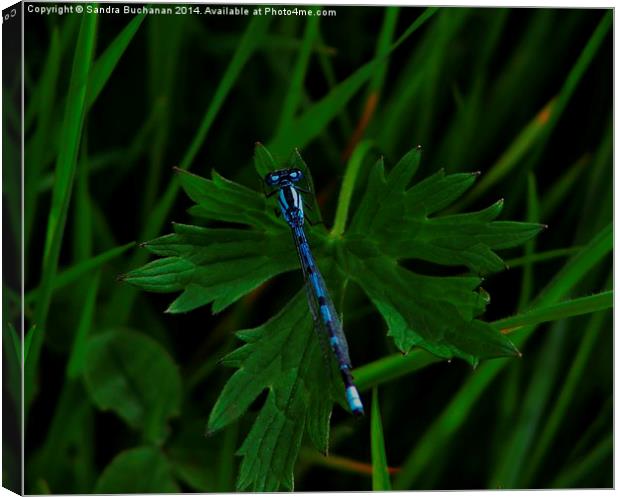  Dragonfly Canvas Print by Sandra Buchanan