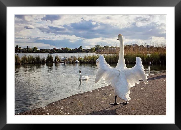 Standing Swan at Poole Park  Framed Mounted Print by Jennie Franklin