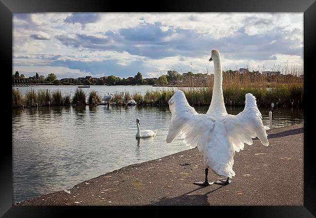Standing Swan at Poole Park  Framed Print by Jennie Franklin