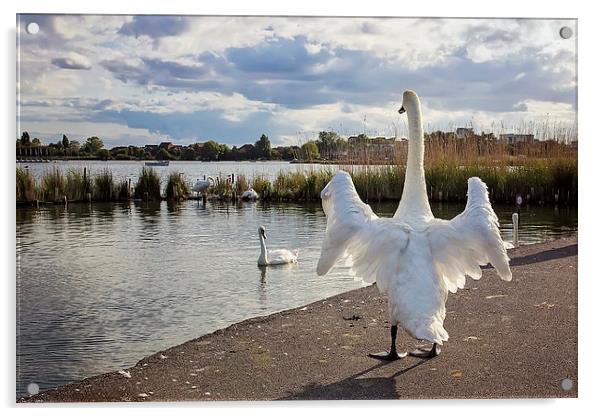 Standing Swan at Poole Park  Acrylic by Jennie Franklin