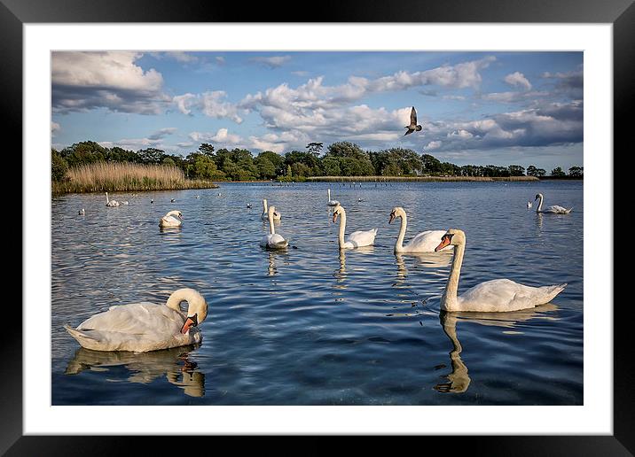  Swan Lake Framed Mounted Print by Jennie Franklin