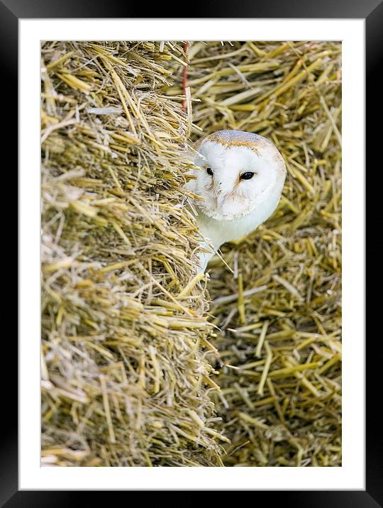  Barn Owl Framed Mounted Print by Chris Hulme