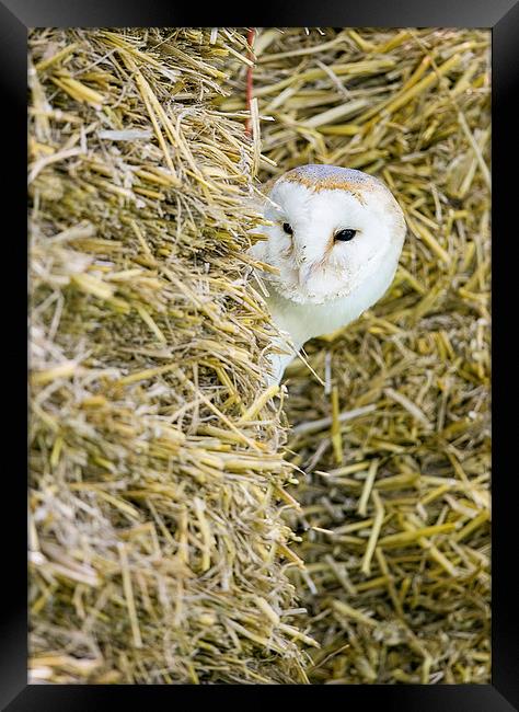  Barn Owl Framed Print by Chris Hulme