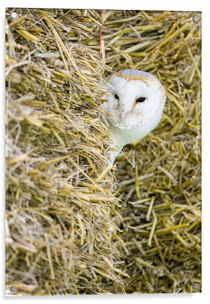  Barn Owl Acrylic by Chris Hulme