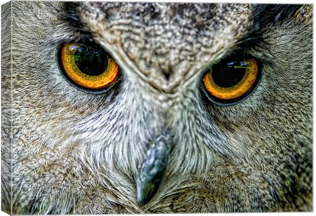  Eagle Owl Eyes Canvas Print by Chris Hulme