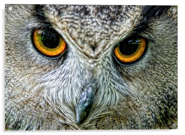  Eagle Owl Eyes Acrylic by Chris Hulme