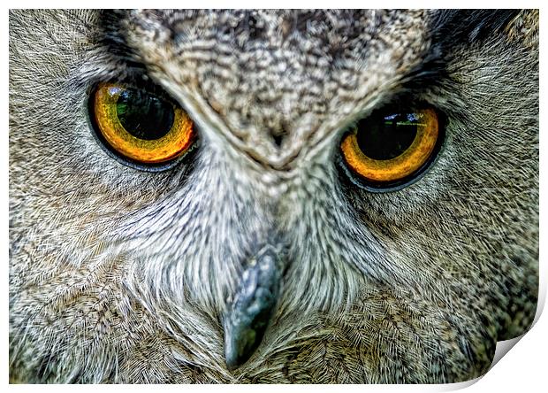  Eagle Owl Eyes Print by Chris Hulme