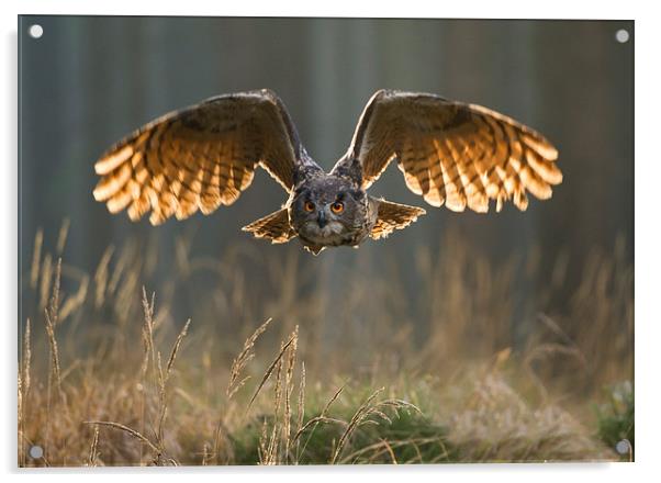  Eagle Owl  Acrylic by Chris Hulme