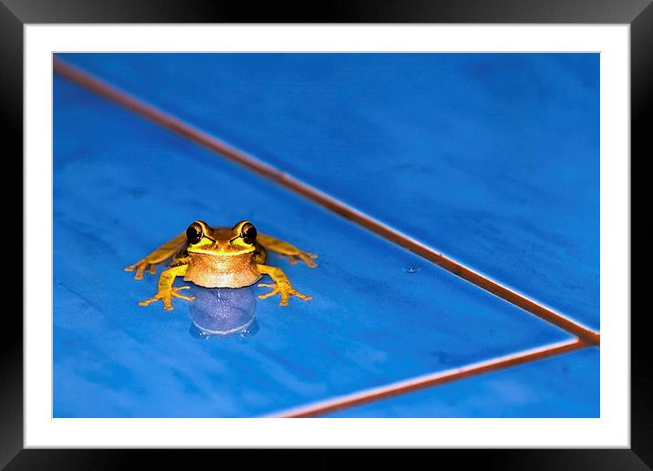  A Frog in the Pool Framed Mounted Print by Chris Hulme