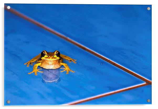  A Frog in the Pool Acrylic by Chris Hulme