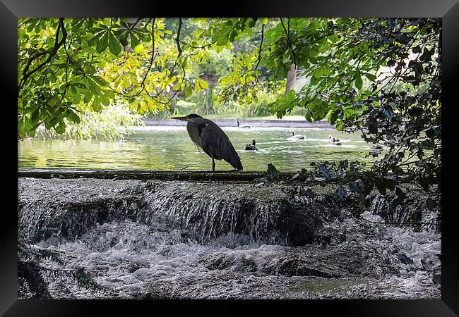  Grey Heron on waterfall Framed Print by Dean Messenger