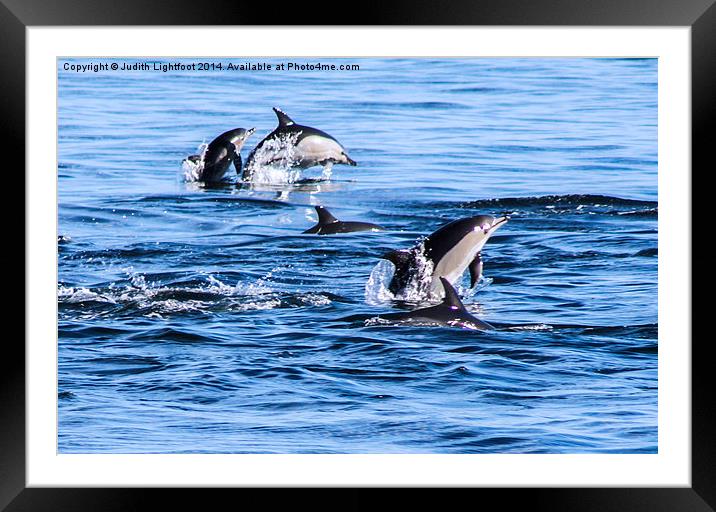 Dolphins Having Fun Framed Mounted Print by Judith Lightfoot