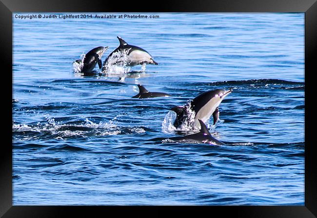 Dolphins Having Fun Framed Print by Judith Lightfoot