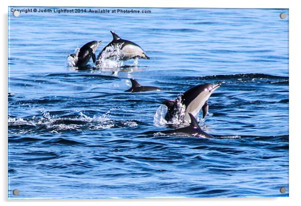 Dolphins Having Fun Acrylic by Judith Lightfoot
