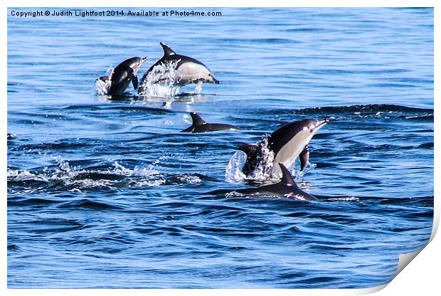 Dolphins Having Fun Print by Judith Lightfoot