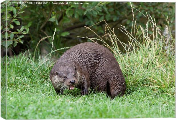  River Otter  Canvas Print by Philip Pound