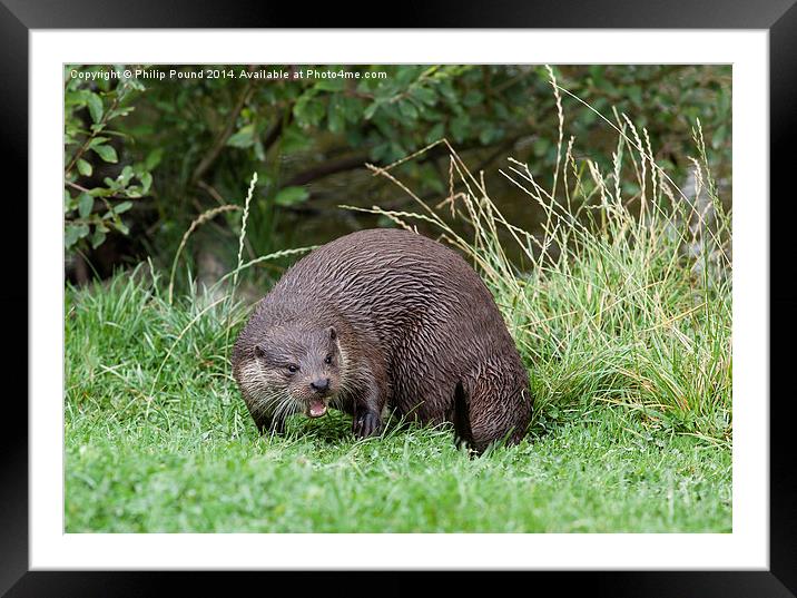  River Otter  Framed Mounted Print by Philip Pound