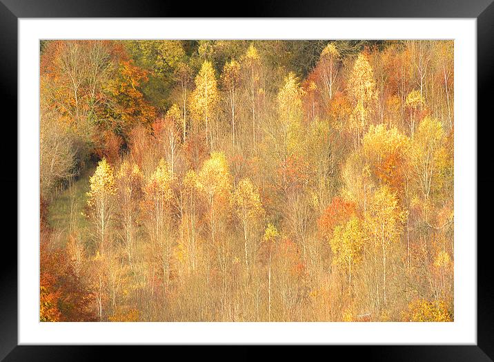  Golden Time Autumn Framed Mounted Print by Clive Eariss